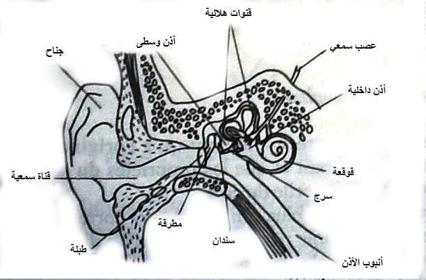 Fig 1 p. 153.jpg