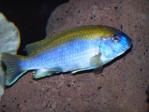 Gephyrochromis Lawsi F0(sauvage)