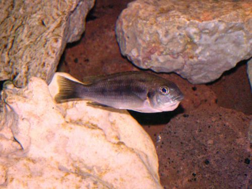 femelle gephyrochromis en incube