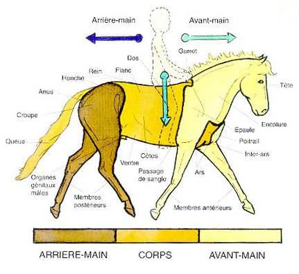 Image - Les parties principales du corps du cheval - Galop 3 - Equi-Blog -  Skyrock.com
