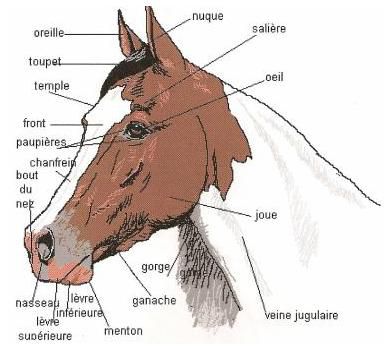 FICHE HIPPOLOGIE N°3: LES PARTIES DE LA TETE DU CHEVAL - santé du cheval et  fiches techniques