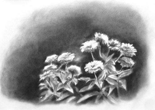 Fleurs du jardin 03/09/2012