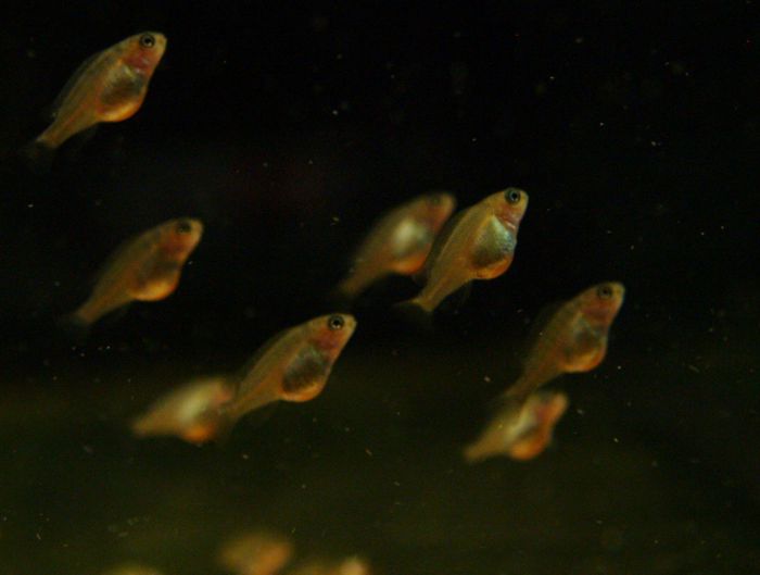 Alevins  Petrochromis Red Bulu  (naissance)