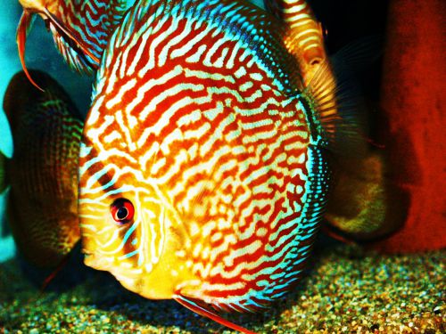 Discus Rot Turkis aus Red Alenquer