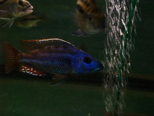 Nimbochromis Fuscotaeniatus 