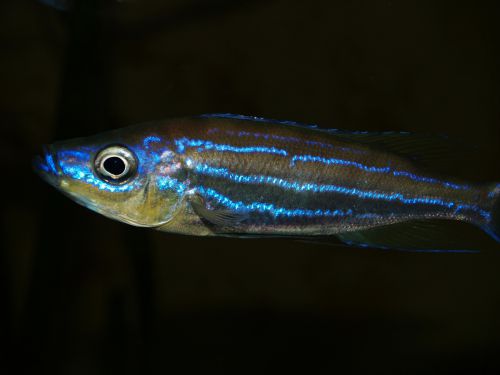 Benthochromis  Tricoti Wildfang 18 cm