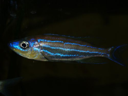 Benthochromis  Tricoti Wildfang 18 cm
