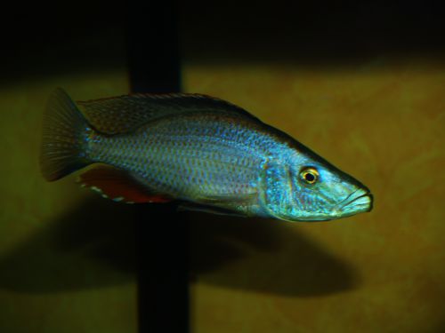 Dimidiochromis Compessiceps