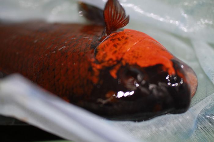 Petrochromis Red Bulu Point Wildfang bei Ankunft
