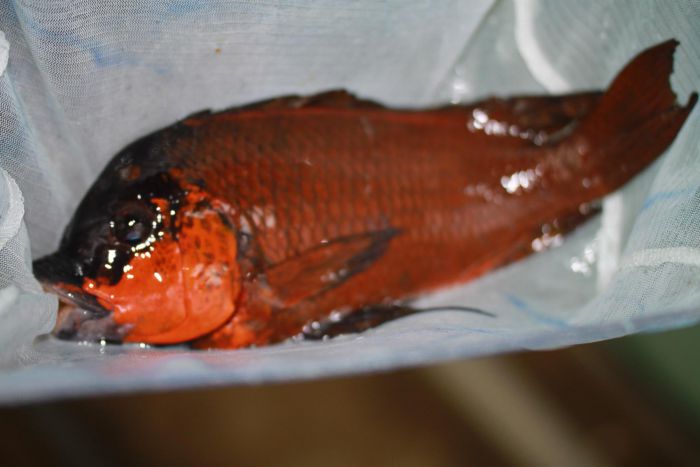 Petrochromis Red Bulu Point Wildfang bei Ankunft