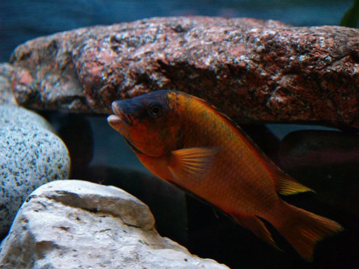 Petrochromis red bulu point