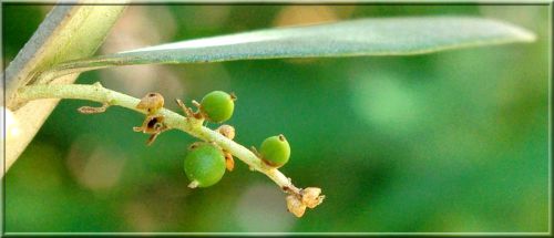 Bébés olives