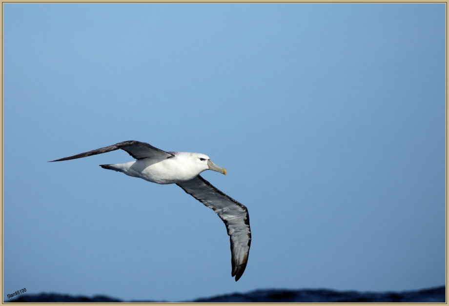 244A2794 Albatros à cape blanche