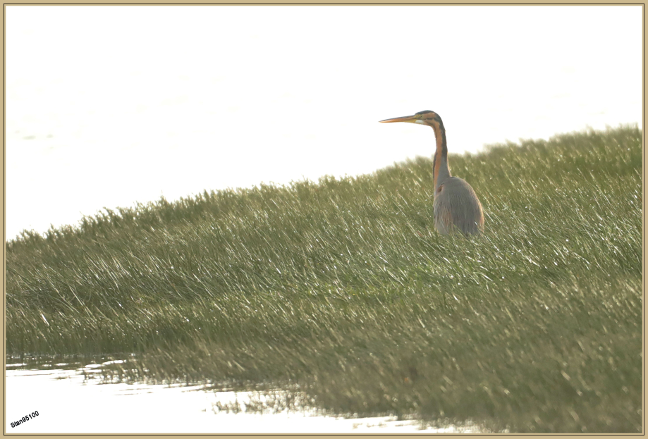 244A8894 Heron pourpré