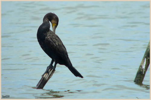 L1060015 Grand cormoran.JPG