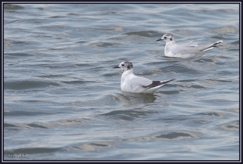 mouette-pygmée272Q4108.jpg