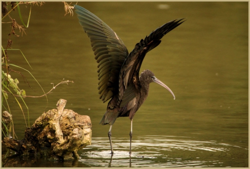 Ibis Marquenterre.jpg