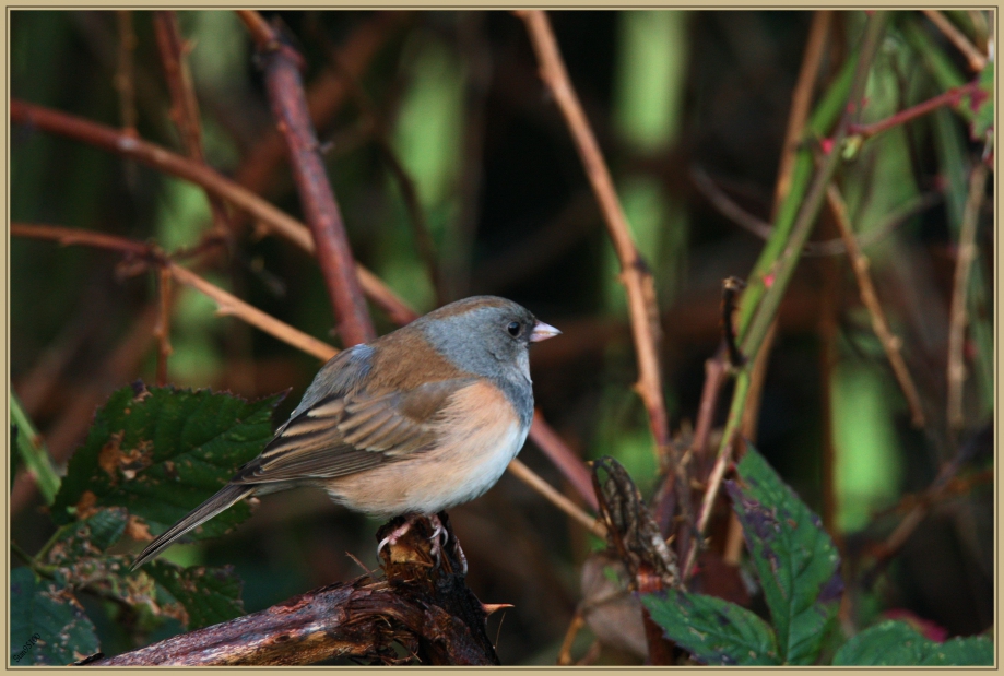 272Q3290 Junco ardoisé forme rousse.jpg