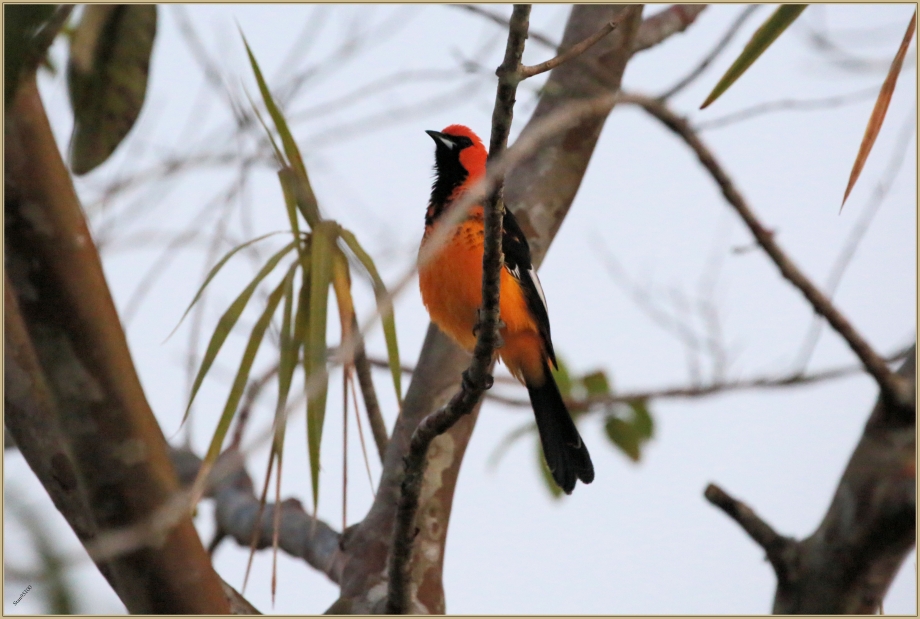 UE8A6236 Oriole maculé.jpg