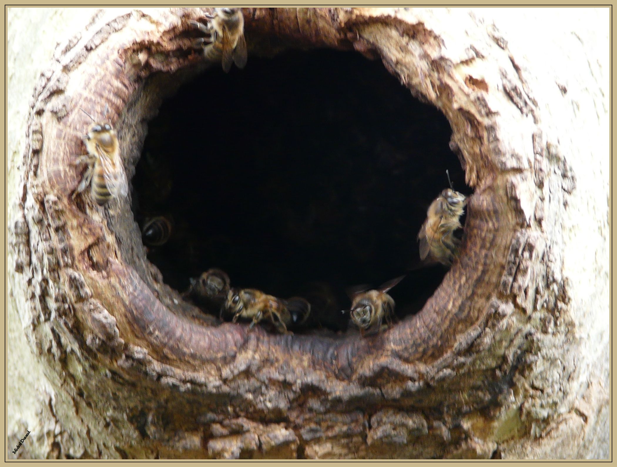 nid abeilles thiais2.jpg