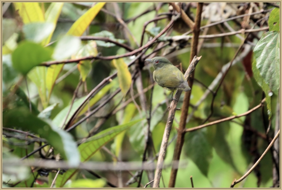 UE8A3354 Manakin à tête blanche F.jpg