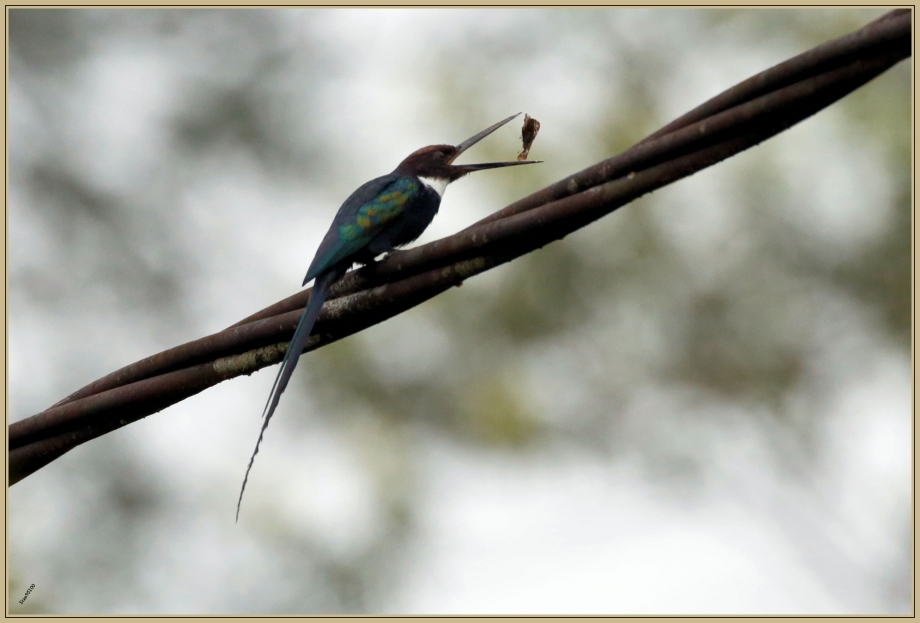 UE8A6408 Jacamar à longue queue.jpg