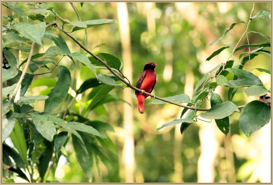 UE8A9942 Cotinga ouette.jpg