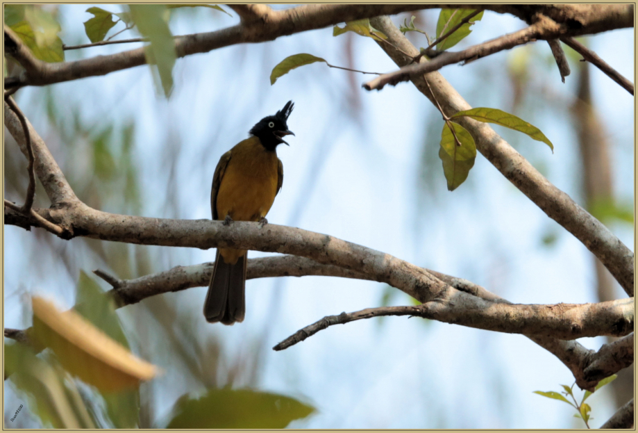 UE8A4482 Bulbul à tête noire.jpg