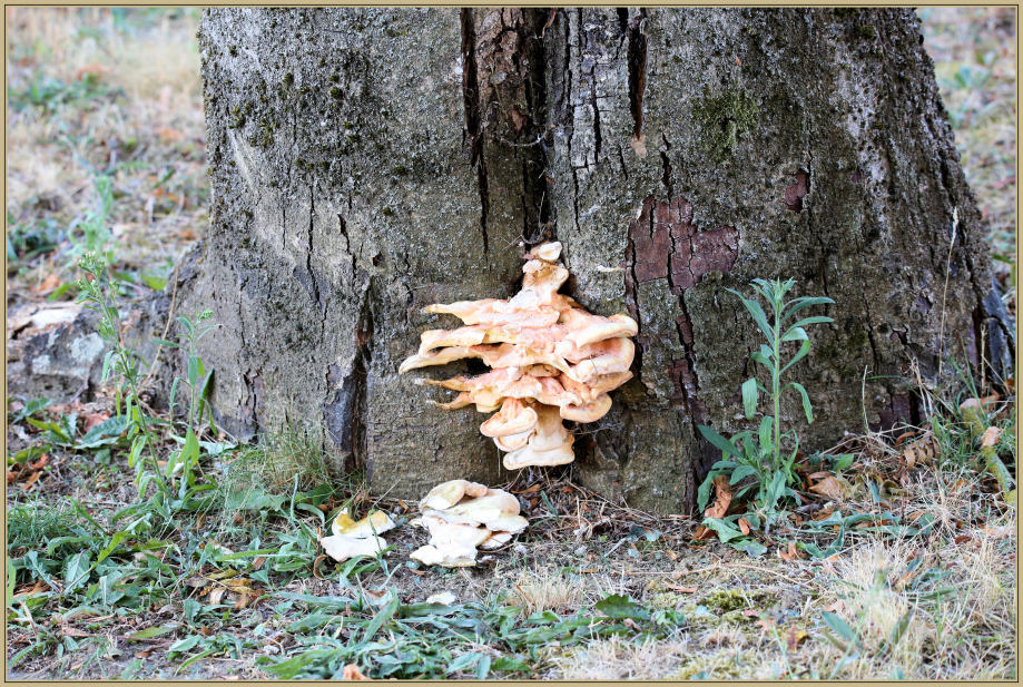 UE8A2028 champignon.jpg