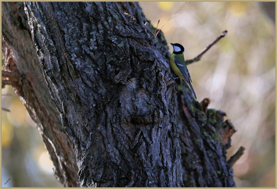 UE8A2315 Mésange charbonnière.jpg