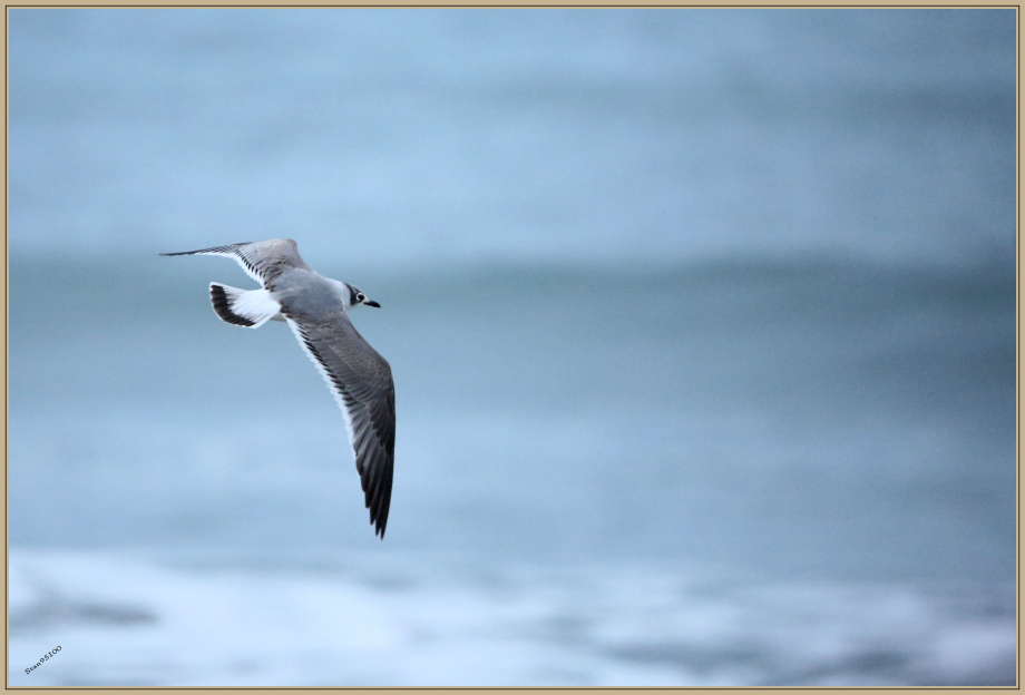 UE8A5862 Mouette de Franklin.jpg