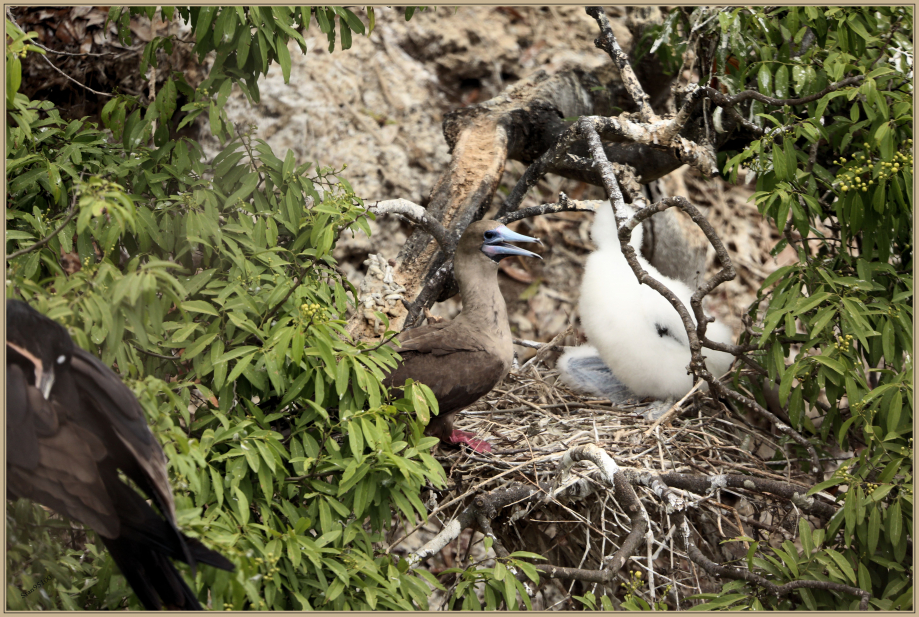 UE8A6771 Fou à pieds rouges - Red-footed Booby.jpg
