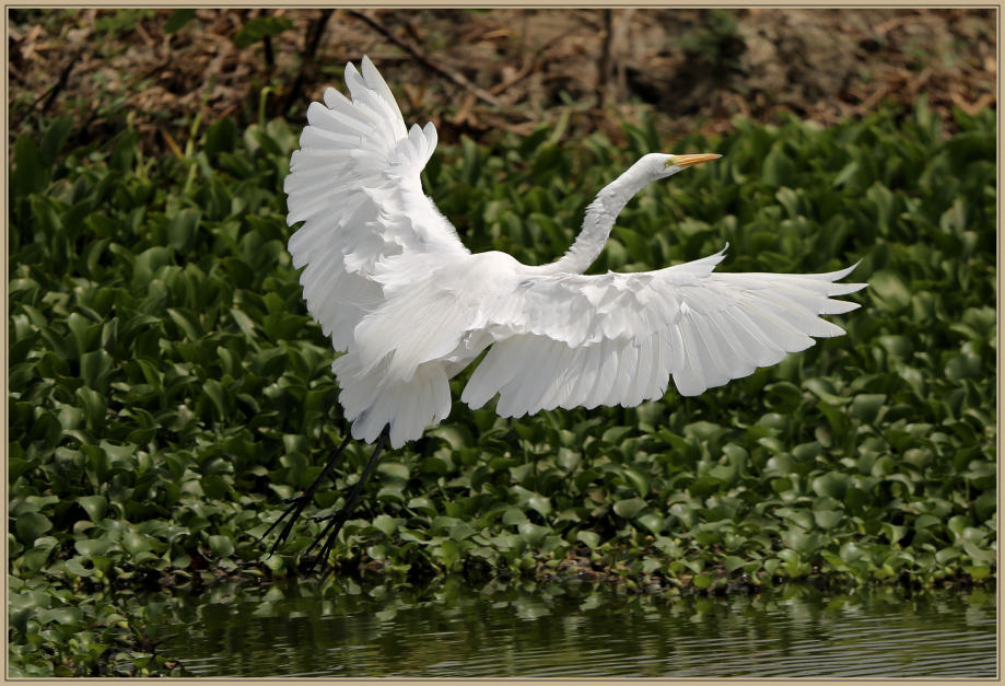 UE8A8592 Grande aigrette.jpg