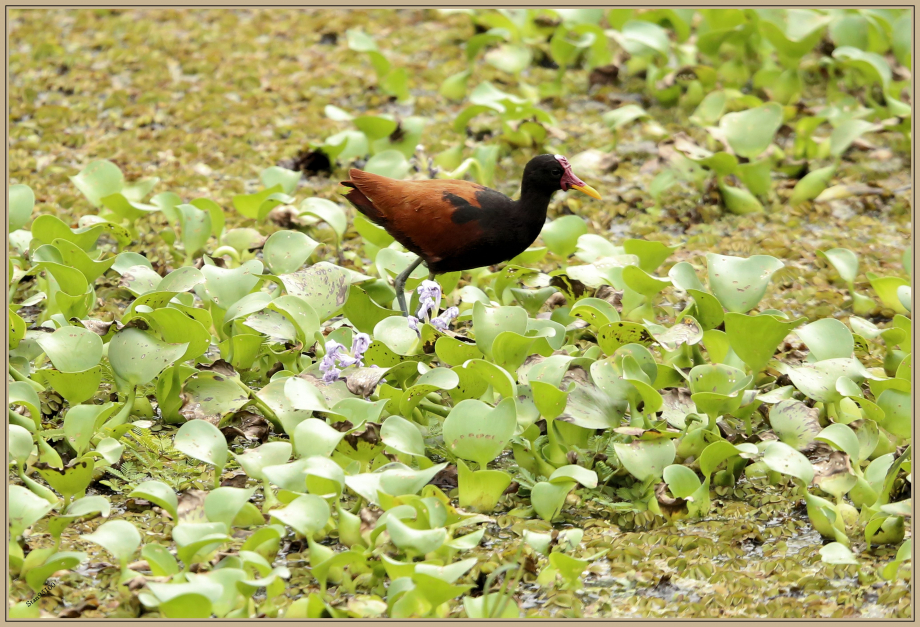 UE8A8386 Jacana noir.jpg