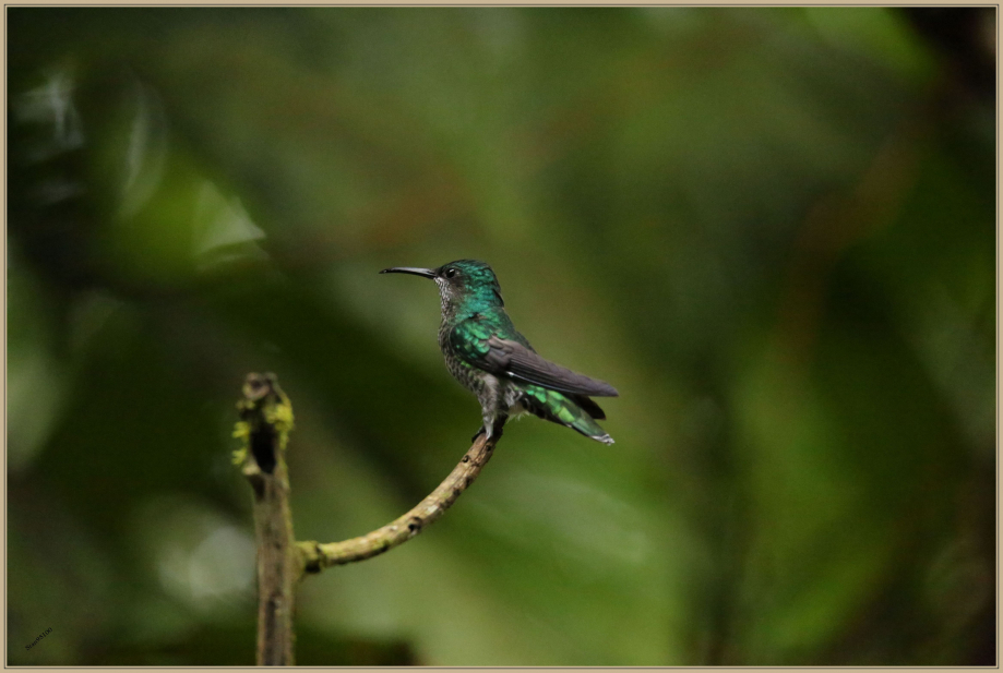 UE8A9735 Colibri grivelé.JPG