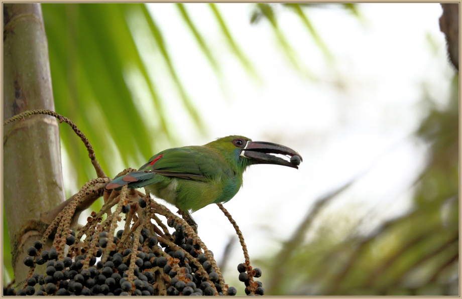 UE8A1418 Toucanet à croupion rouge.jpg