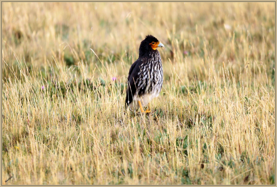 UE8A4426 Caracara caronculé.jpg