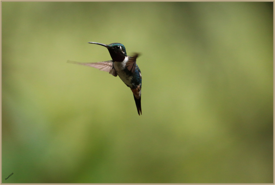 UE8A8075 Colibri de Mulsant.jpg