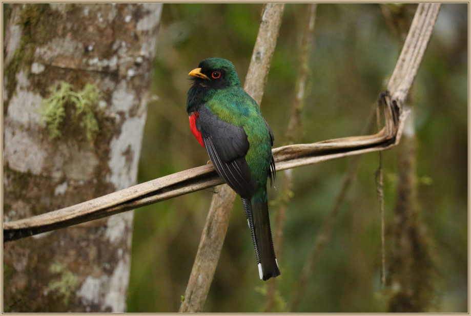 UE8A2634 Trogon masqué M.JPG