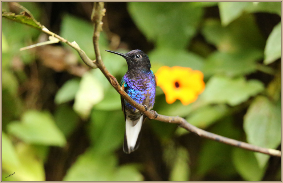 UE8A1613 Colibri de Jardine.jpg