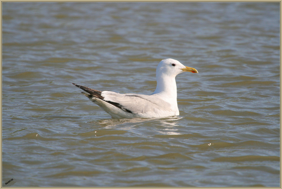 goeland-pontique-IMG_7769.jpg