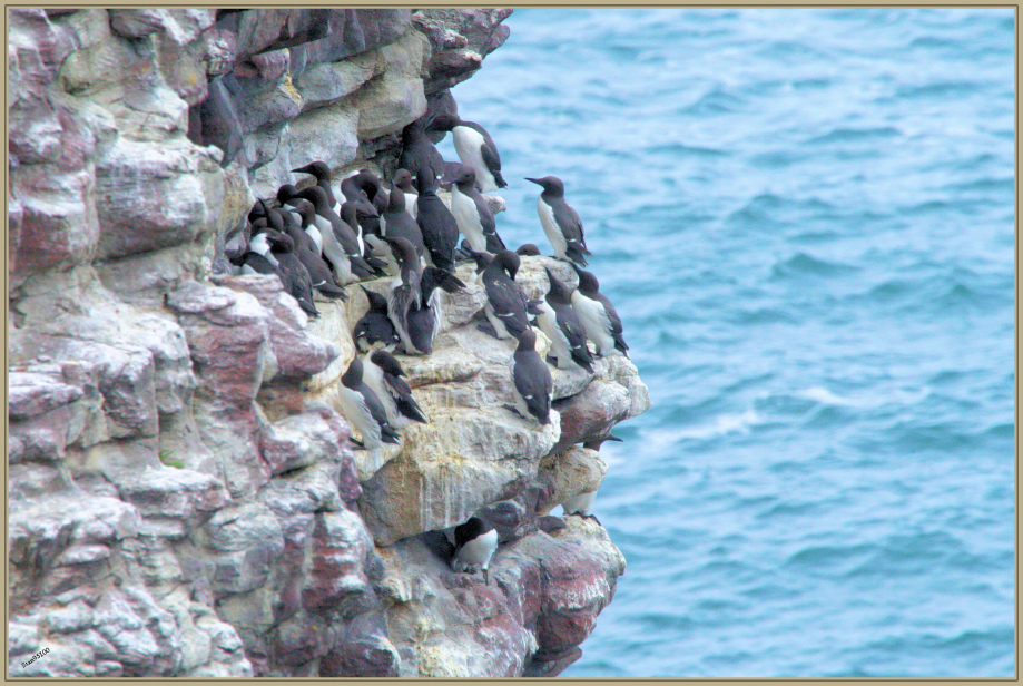 272Q7537 Guillemots de Troïl Cap Fréel.jpg