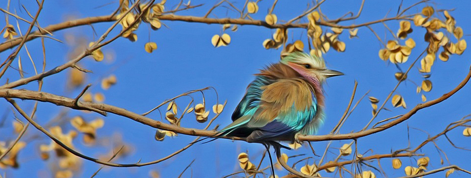 Oiseaux-balades