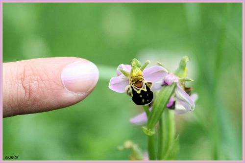 Ophrys abeille (Ophrys apifera)