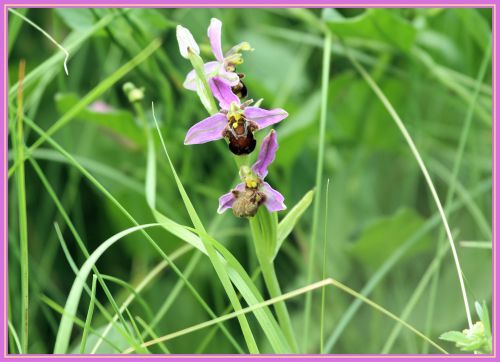 Ophrys abeille (Ophrys apifera)