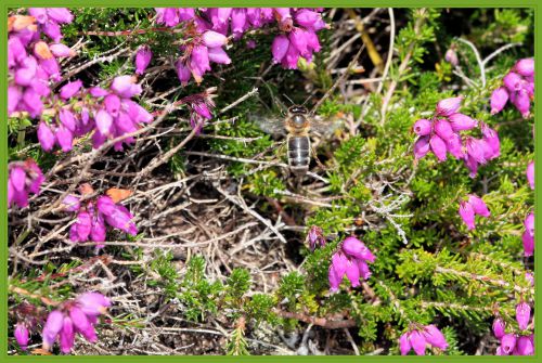 Abeille noire  Apis mellifera mellifera