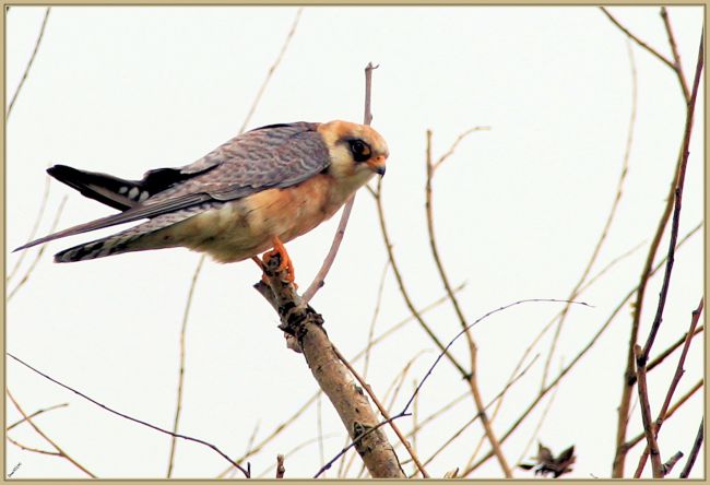 Octobre 2015 : Faucon kobez (Falco vespertinus)