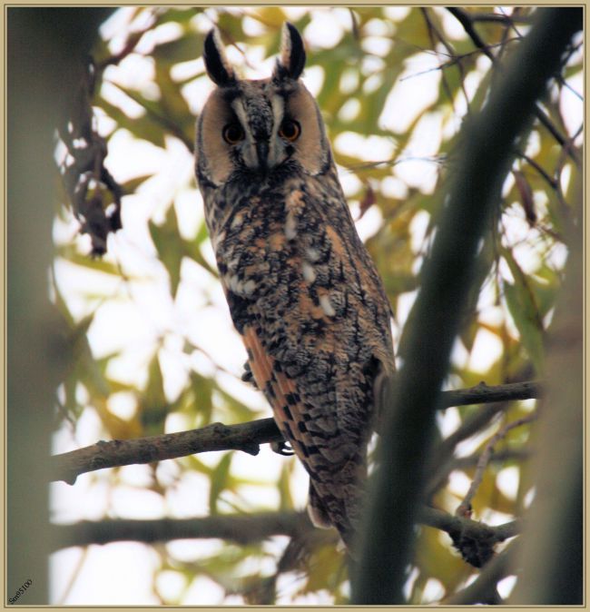 Novembre 2015 : Hibou moyen-duc (Asio octus)