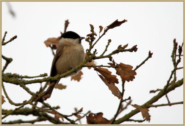 Decembre 2015 : Mésange nonnette (Poecile palustris)