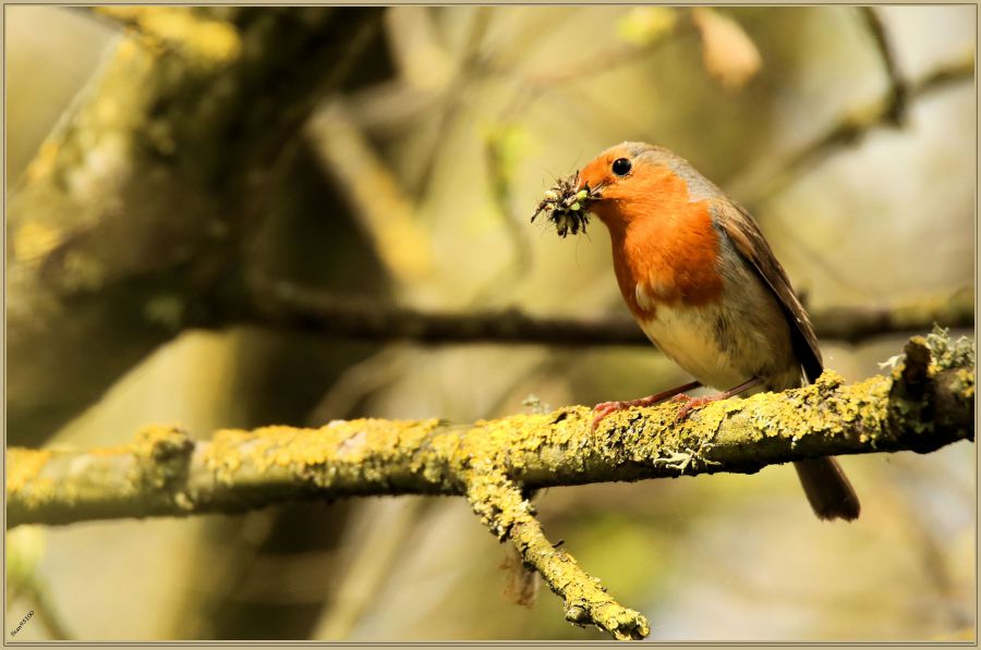 Juin 2016 : Rougegorge familier  (Erithacus rubecula)